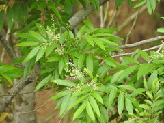 Thouinidium decandrum