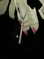 Pseudophasma bispinosum