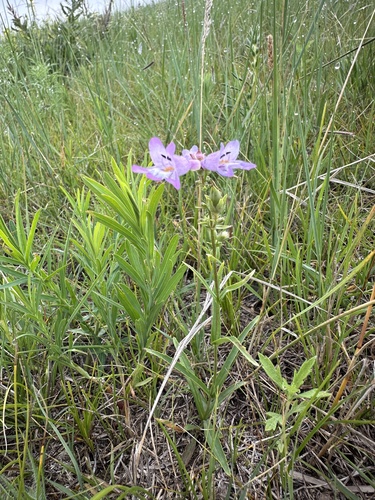 Lilac Penstemon