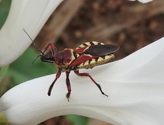 Apiomerus flaviventris