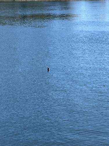 North American River Otter