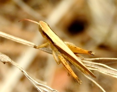 Dichromorpha prominula