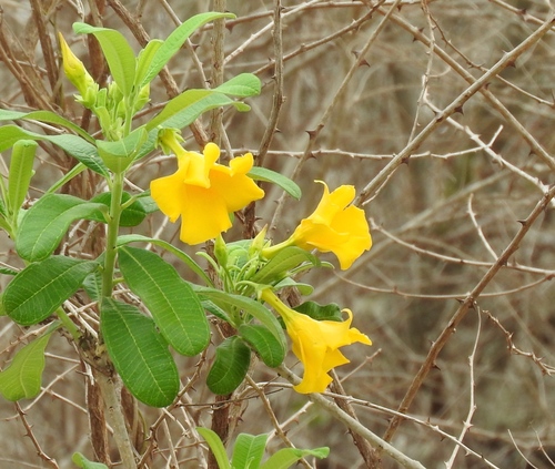 Cascabela ovata