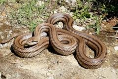 Elaphe quatuorlineata