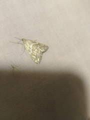 Evergestis frumentalis
