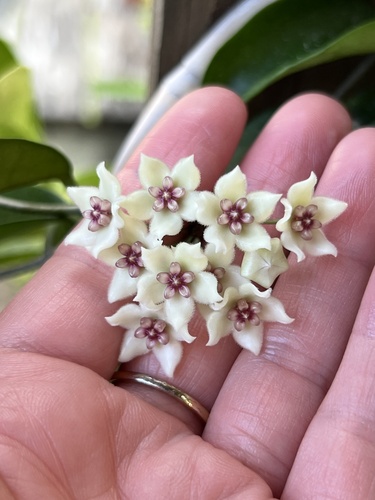 Hoya graveolens