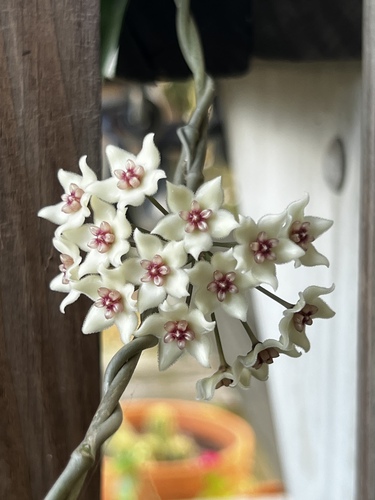 Hoya graveolens 2