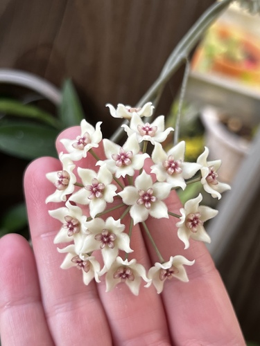 Hoya graveolens 3