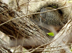 Sciurus colliaei