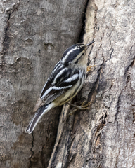 Mniotilta varia image