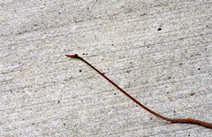 Oxybelis microphthalmus