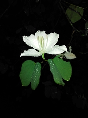 Bauhinia