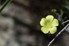 Hibiscus antanossarum