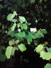 Bauhinia