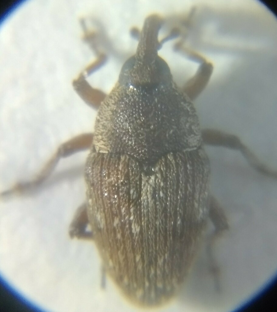 Linogeraeus perscitus