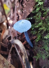 Entoloma virescens