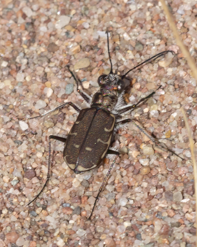 Bronzed Tiger Beetle