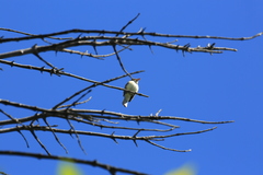 Empidonax traillii extimus