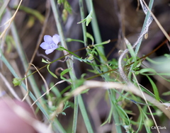 Gilia achilleifolia