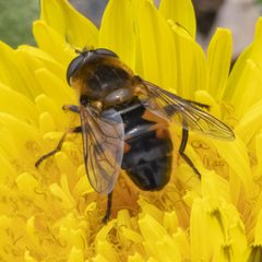 Helophilus lapponicus