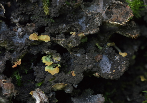 Sticta canariensis
