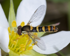 Sphaerophoria philanthus