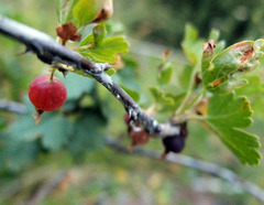 Ribes inerme inerme