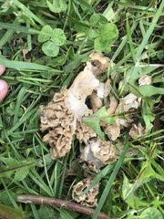 Morchellaceae