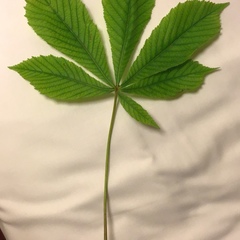 Aesculus hippocastanum