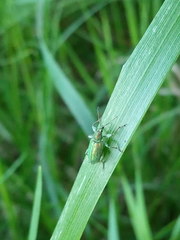 Phyllobius arborator