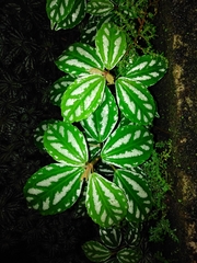 Pilea cadierei
