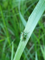 Phyllobius arborator