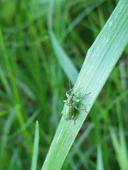Phyllobius arborator