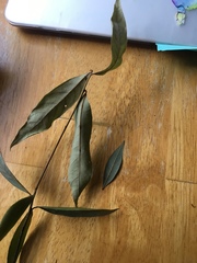 Quercus incana
