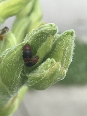 Caplothorax melanopterus