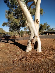 Eucalyptus camaldulensis arida