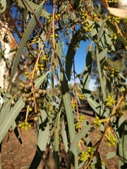 Eucalyptus camaldulensis arida