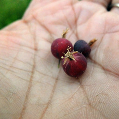 Ribes inerme inerme