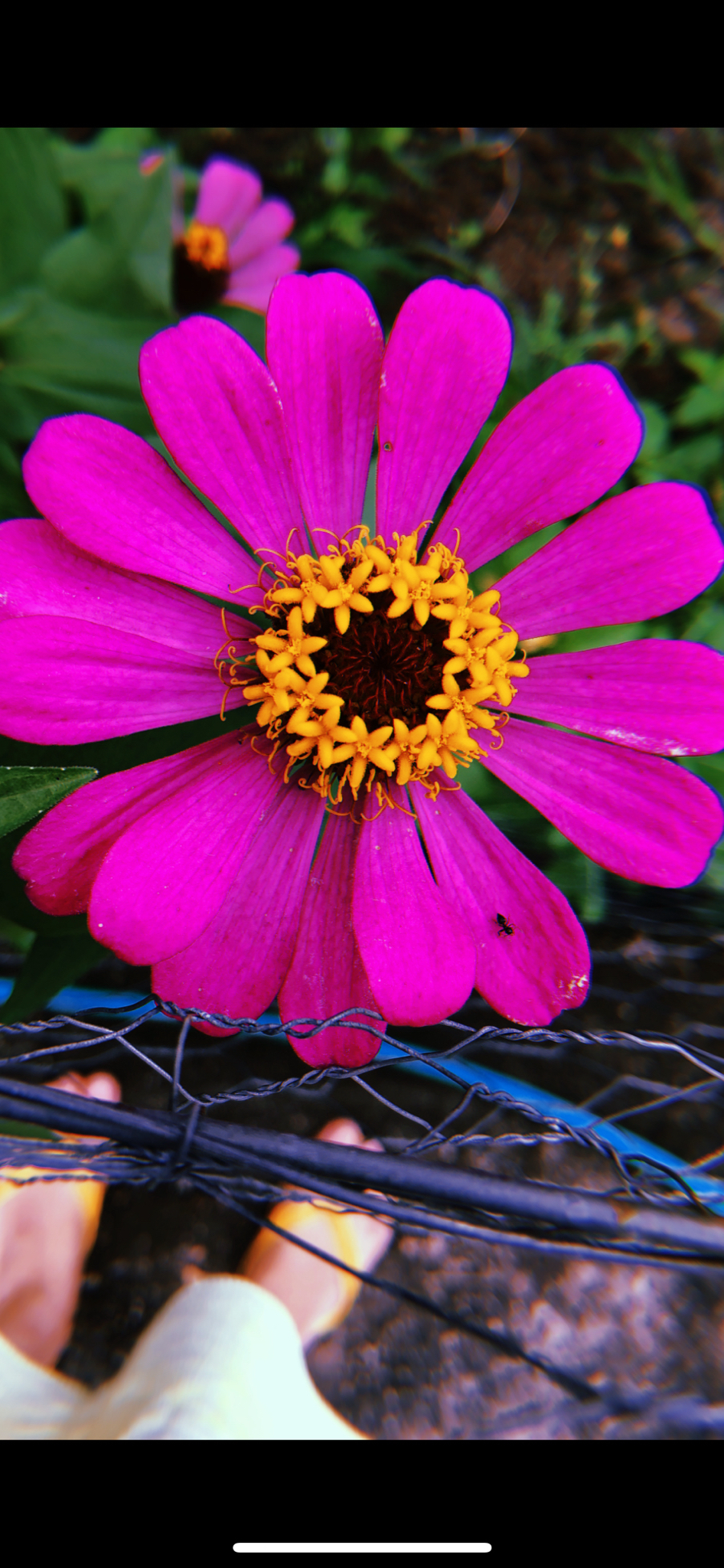 Zinnia elegans