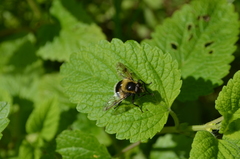 Volucella bombylans