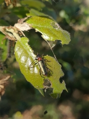 Callimus abdominalis
