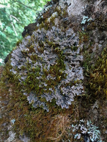 tree pelt lichen
