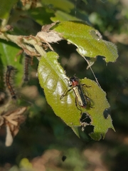 Callimus abdominalis