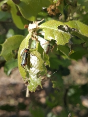Callimus abdominalis