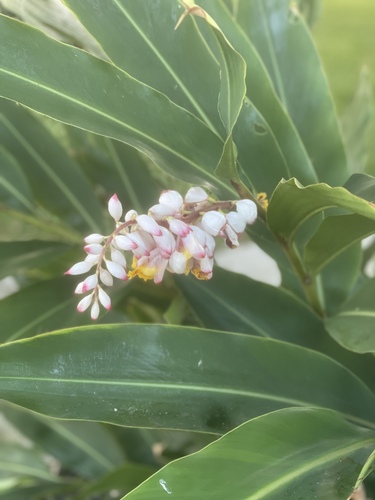 Alpinia zerumbet