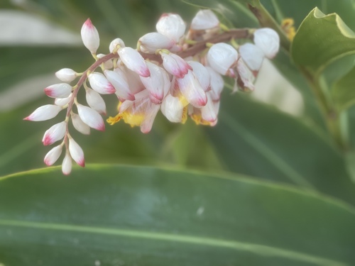 Alpinia zerumbet