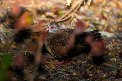 Ptilopachus petrosus