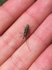 Agapanthia suturalis