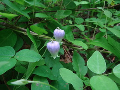 Clematis versicolor