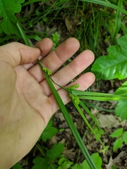 Carex grisea